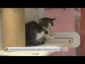 El Paso Animal Services launches animal cruelty prevention campaign