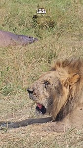 12K views · 25K reactions | Kiok with the hippo, Chongo sleeping nearby #nowfilming #zebraplainsmoments #zebraplainscollection To enquire about, or book, a safari at one of Zebra Plains Collection's Camps you can get in touch at: reservations@zebraplainsmara.com Or WhatsApp on +254790789122 Download our brochures to learn more about the camps: www.zebraplainscollection.com/brochures | Rob The Ranger Wildlife Videos | Facebook