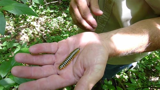 46 reactions · 4 comments | This is a common millipede, apheloria...