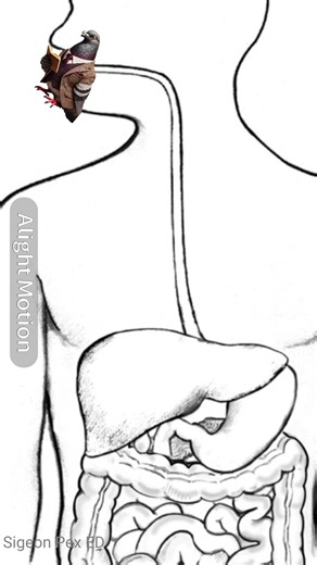 In this video a Sigeon is being eaten, and then digested into neutrents and waste for the body.#education #betterthanrealschool