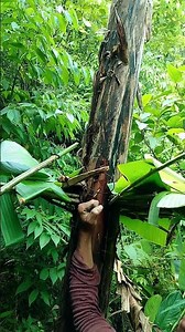 pinaka basic sa paghuli ng wildcat #trapping #bitag #bitag#trapped #tutorialtrappingbitag