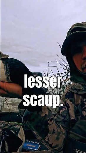 Wildlife Facts #12 | How to Identify a Lesser Scaup.