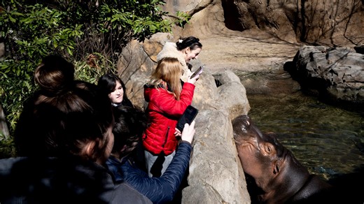 We met Fiona (and her fam!) up close. How these zoo hippos left us star-struck