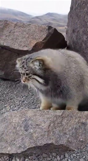 Feral cats vs Chipmunks