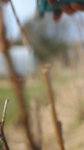 2.8K views · 71 reactions | GARDENA secateurs for effortless pruning | GARDENA | Facebook