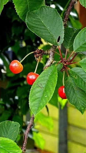 Cherry 🍒 #nature #calming #garden #slowliving #top #fruit #cottagecore #spring #love #aesthetic #fyp