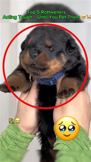 Top 5 Rottweilers Acting Tough… Until You Pet Them 🥹🐕