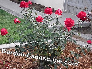 Plants: Shrub roses - robust varieties, tips for care and cutting | 2025