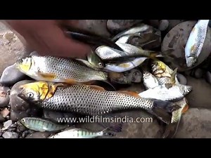 Dynamiting fish in north-east India: Fish poaching