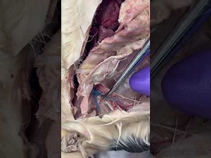 Cat Circulatory System 101
