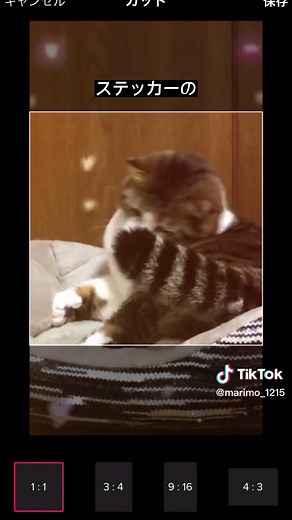 TikTok内のDMで使えるステッカーの作り方#TikTokステッカー #猫大好き #猫動画 #CapCut #ステッカー作り方