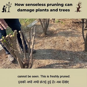 How senseless pruning can damage trees | Give Me Trees Trust