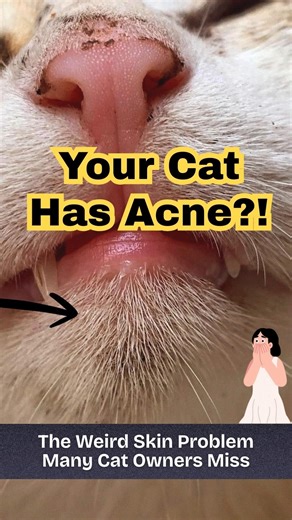 Cat Chin Dirt That Won't Come Off? It might be this* #cat #petlovers #acne #catowner