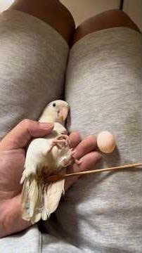An egg was stuck inside my parrot for a few days I saved the egg #rescue #animals#birds #egg#parrot