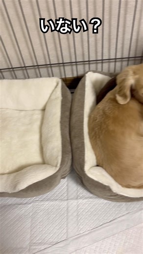 カプが消えた！#ダックス #dog #犬のいる暮らし