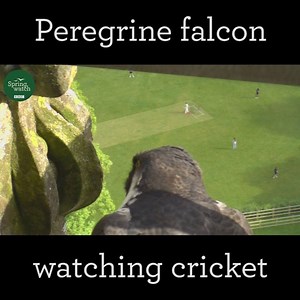 Earth's fastest bird enjoying one of Earth's slowest sports! | BBC Springwatch