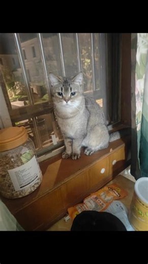 #记录猫咪居家日常 性感的小母猫