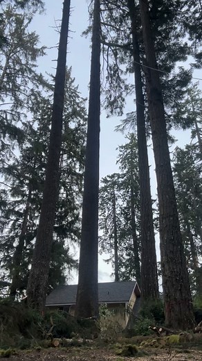 Doing arborist shit with @axistreeworks today. His controlled speed line set up was exceptional. My first time being a groundie and he didn’t even yell at me #arborist #westcoast #stihl | Treeworks