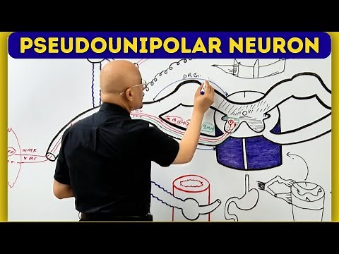 Pseudounipolar Neuron | Anatomy