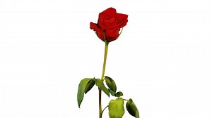 543 reactions · 35 shares |  Clint Dempsey: a thorn in the Rose City. The rivalry comes to Seattle on August 27. One goal. Beat Portland. | Seattle Sounders FC | Facebook