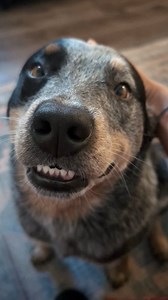 25K views · 2.5K reactions | Can't cut off my ears!! Then I wouldn't be able to pick up all my channels!  #australiancattledog #bluey #blueheeler #cattledogsoftiktok #heelersofinstagram #cattledogsofinstagram #heelersofinstagram #doremiacds #riftenthewild #kyliescattledogs #cowdog #skyrim | Riften the ACD | Facebook