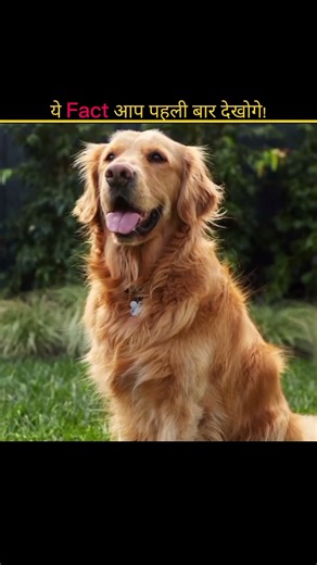 3 Mind-Blowing Animal Secrets! 🦁| #facts #animals #medagascar #wildanimals #shorts