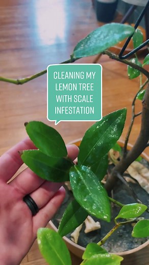 How to Clean Your Lemon Tree from Scale Infestation