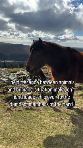 Catherine Edwards on Instagram: "This made me laugh (and cry because its true)… but also made me think. In nature, leadership isn’t about status, popularity, or who shouts the loudest, it’s about survival and wisdom. And it’s certainly not about left or right, or any other man-made division. Animals don’t follow leaders “just because.” They follow when leadership serves the group. For example: Elephants follow experienced matriarchs who remember migration routes and water sources during drought.