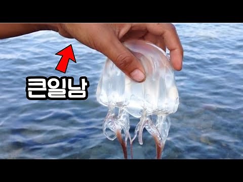 The jellyfish with 24 eyes that killed thousands of people (also found in our country)