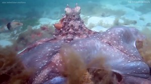 'Angry' octopus inflates, charges at scuba diver