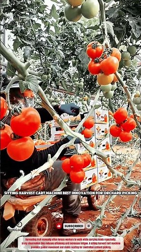 Sitting Harvest Cart Machine Best Innovation for Orchard Picking