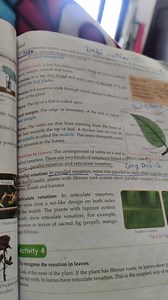 called chlorophype margin, midrib and veins.Lamina: It is the ... | Filo