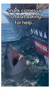102K views · 3.4K reactions | Sharks are so smart #wholesome #animals | StoryTime | Facebook