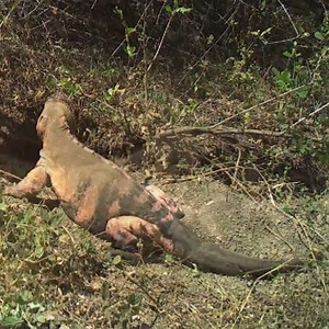 This first-of-its-kind footage captured a critically endangered Pink Land Iguana in a touching moment of symbiosis atop Wolf Volcano on Isabela Island. Remote cameras, such as those used on this expedition, allow scientists and conservationists to observe and study the natural, uninterrupted behaviors displayed by some of the world's most remote and mysterious creatures. It also allows us to appreciate the Pink Land Iguana in the wild, an opportunity that few humans have ever had the privilege t