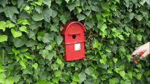 Closeup of a man’s hand using secateurs to trim ivy, next to a novelty, wall mounted, bird nesting box, like a traditional British mail box, painted red and gold, enscribed LETTERS ONLY.