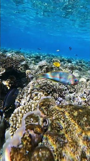 The Klunzinger's Wrasse fish showing off its best stripes for the camera. 📸 #underwaterworld