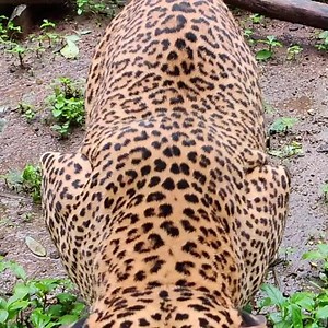 3.7K reactions · 741 shares | Do you love leopards and other wildlife? See the lifesaving work of Wildlife SOS on the Nat Geo WILD series Jungle Animal Rescue! | Wildlife SOS | Facebook