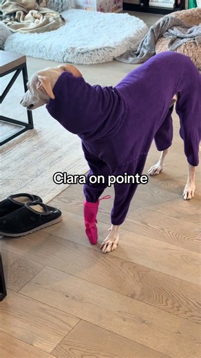 Graceful Whippet Dog on Pointe