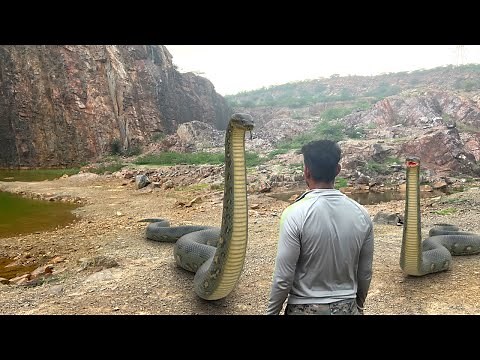 Anaconda snake 4 In Real life HD Video