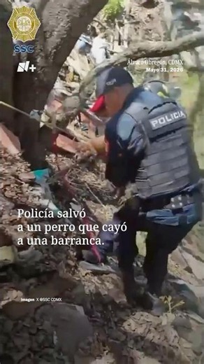 Policía rescata a un perro que cayó en una barranca en la alcaldía Álvaro Obregón