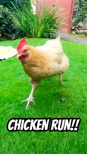 EPIC CHICKEN RUN!! 🐔💕 Who let the hens out!? WHO, WHO, WHO, WHO