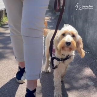8.3K views · 773 reactions | We're off to the shops with Oakley  Our clever cockapoo has been out and about exploring shops and building his confidence in the third stage of his hearing dog training, and he's been doing so well! Keep up the great work Oakley 殺 | Hearing Dogs for Deaf People | Facebook