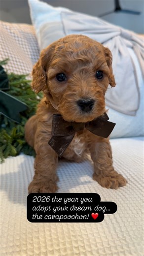 Apricot Lane Puppy | Cavapoochons on Instagram: "This may be the perfect year for you!!! Cavapoochons are so lovely!! www.apricotlanepuppy.com #2026 #puppy #cavapoochon #doodles #puppylove"