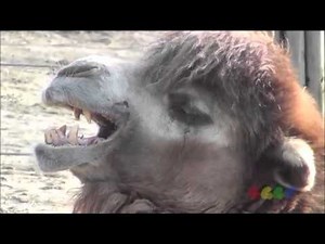 Bloodsport: Van Damme Camel Scream funny