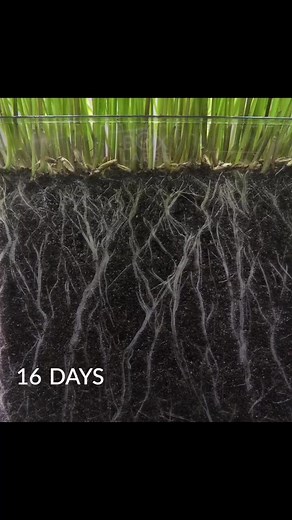 Watching grass grow #fyp #timelapse #learnontiktok