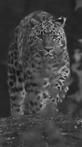 Fearlessness is the most important thing | leopard vs deer | motivational thoughts by javacreations UltiMad Motivation Lessons Learned In Life Simple Life GOAL Succès MASRA GOALS Life TV #lifequotes #viral #quoteoftheday #viralreelsシ #viralreels #goalsetting2024 #trendingreels #goals2024 #motivationalquotesdaily #viralquotes #fearless #fearlesschallenge | Motivate Together