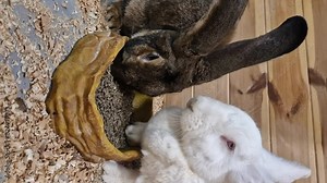 Large domestic rabbits. Farm, household, breeding rabbits in an enclosure. Pets. Feeding animals, rabbits near the feeder, close-up. Bowl of food and rabbits. Curious, cute animals