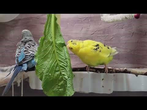 10 Hr Happy Singing & Eating Parakeet Budgies Birds, Reduce Stress of Lonely Quiet Birds