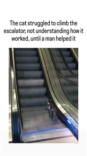 TrendTok Hub on Instagram: "This viral video depicts a tiny tabby kitten desperately attempting to climb an upward-moving escalator in a public space, slipping repeatedly until a compassionate man in a red jacket lifts and carries it to safety, with the cat pausing to glance back gratefully. Posted by @tradingMaxiSL , a curator of uplifting content, the clip amassed over 82,000 likes and 2.5 million views within hours, highlighting internet audiences' affinity for spontaneous acts of kindness to