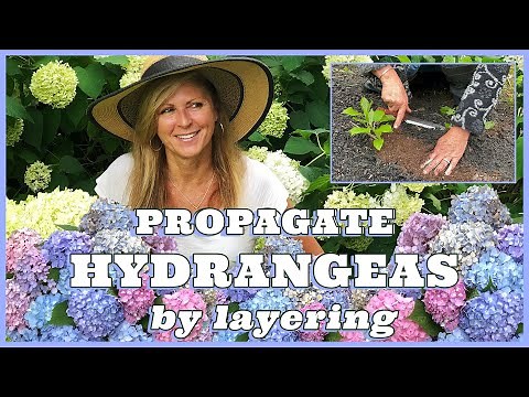 Propagate Hydrangeas By Layering - With Kelly Lehman